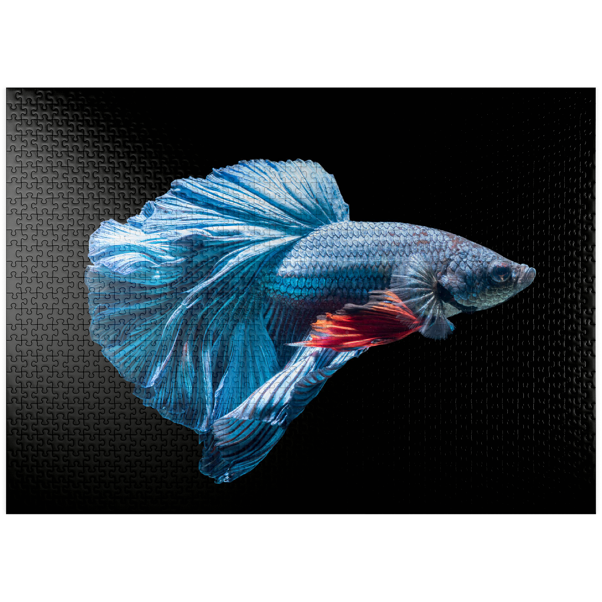 blue fighter fish wallpaper
