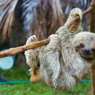 Sloths at San Jose Rescue Center, Costa Rica 1000 Jigsaw Puzzle 3D Modell
