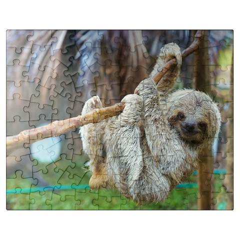 puzzleplate Sloths at San Jose Rescue Center Costa Rica 100 Jigsaw Puzzle