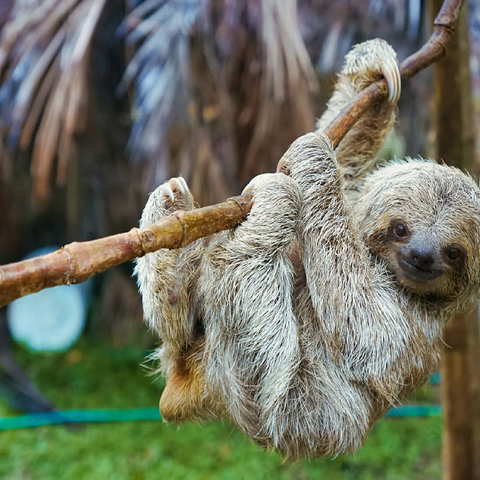 Sloths at San Jose Rescue Center Costa Rica 100 Jigsaw Puzzle 3D Modell