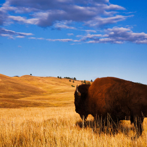 Bison / buffalo running in the rolling hills of the prairie 1000 Jigsaw Puzzle 3D Modell