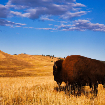 Bison / buffalo running in the rolling hills of the prairie 100 Jigsaw Puzzle 3D Modell