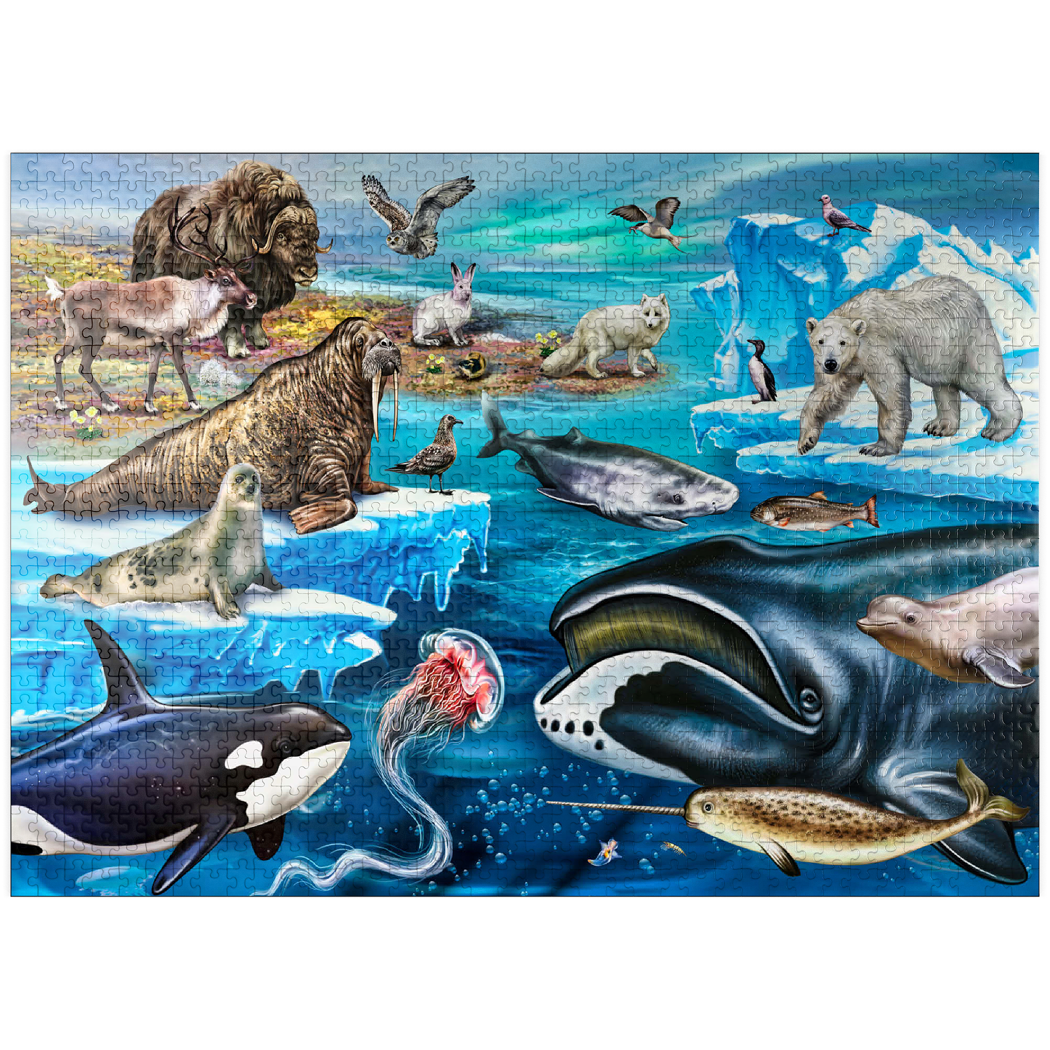 arctic ocean animals