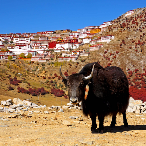 Yak with view to Ganden Monastery at Drog Riboche Mountain near Tagtse Dzong, Tibet, China 1000 Jigsaw Puzzle 3D Modell