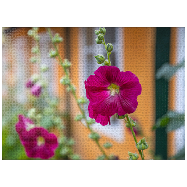 puzzleplate Hollyhocks on a house in the old town 1000 Jigsaw Puzzle