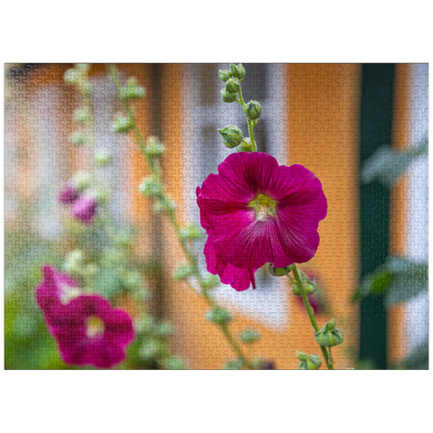 puzzleplate Hollyhocks on a house in the old town 1000 Jigsaw Puzzle