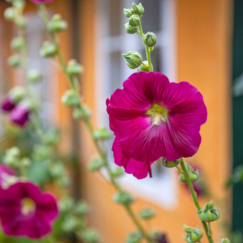 Hollyhocks on a house in the old town 1000 Jigsaw Puzzle 3D Modell