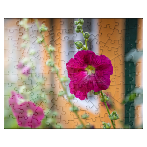 puzzleplate Hollyhocks on a house in the old town 100 Jigsaw Puzzle