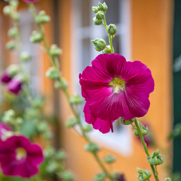 Hollyhocks on a house in the old town 100 Jigsaw Puzzle 3D Modell