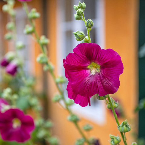 Hollyhocks on a house in the old town 100 Jigsaw Puzzle 3D Modell