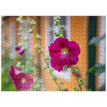 puzzleplate Hollyhocks on a house in the old town 500 Jigsaw Puzzle
