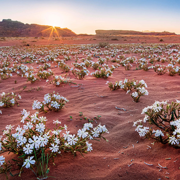 The desert blooms, flowers in the sand in the sunrise, Wadi Rum, Aqaba governorate, Jordan 1000 Jigsaw Puzzle 3D Modell