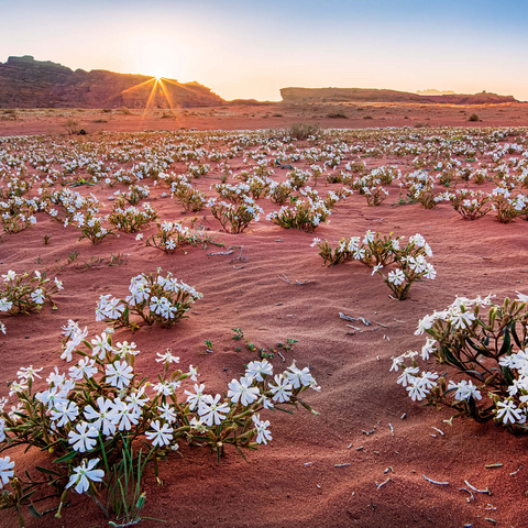 The desert blooms, flowers in the sand in the sunrise, Wadi Rum, Aqaba governorate, Jordan 1000 Jigsaw Puzzle 3D Modell