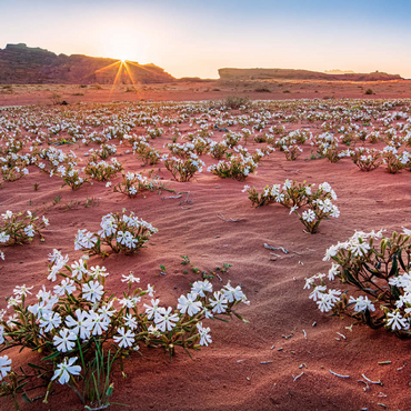 The desert blooms, flowers in the sand in the sunrise, Wadi Rum, Aqaba governorate, Jordan 100 Jigsaw Puzzle 3D Modell