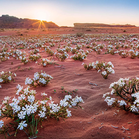 The desert blooms, flowers in the sand in the sunrise, Wadi Rum, Aqaba governorate, Jordan 100 Jigsaw Puzzle 3D Modell