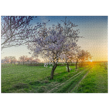 puzzleplate Blossoming almond trees at Geilweilerhof 1000 Jigsaw Puzzle