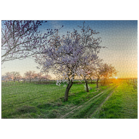 puzzleplate Blossoming almond trees at Geilweilerhof 1000 Jigsaw Puzzle