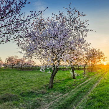 Blossoming almond trees at Geilweilerhof 1000 Jigsaw Puzzle 3D Modell