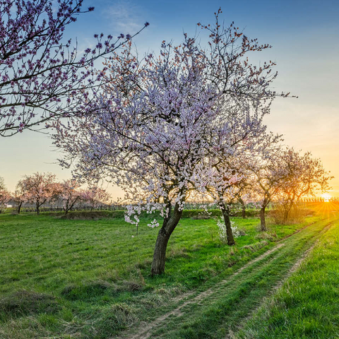 Blossoming almond trees at Geilweilerhof 100 Jigsaw Puzzle 3D Modell