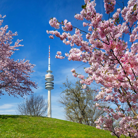 Cherry blossom in Olympic Park at Olympic Tower, Munich, - Germany 1000 Jigsaw Puzzle 3D Modell