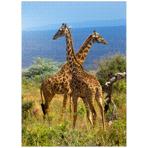 puzzleplate Amboseli National Park, Kenya, Giraffes (Giraffa camelopardalis) 1000 Jigsaw Puzzle