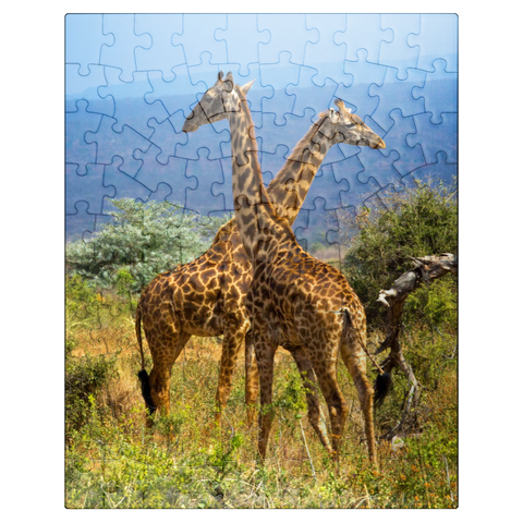 puzzleplate Amboseli National Park, Kenya, Giraffes (Giraffa camelopardalis) 100 Jigsaw Puzzle
