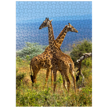 puzzleplate Amboseli National Park, Kenya, Giraffes (Giraffa camelopardalis) 500 Jigsaw Puzzle