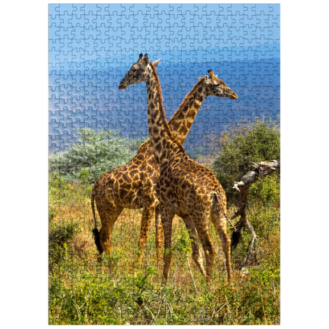 puzzleplate Amboseli National Park, Kenya, Giraffes (Giraffa camelopardalis) 500 Jigsaw Puzzle