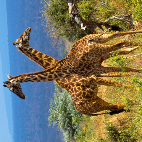 Amboseli National Park, Kenya, Giraffes (Giraffa camelopardalis) 500 Jigsaw Puzzle 3D Modell