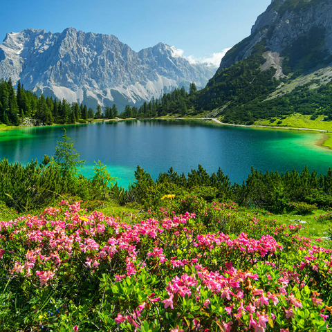 Blooming alpine roses at the Seebensee in the hiking area of the Ehrwalder Alm, Tyrolean Zugspitz Arena 100 Jigsaw Puzzle 3D Modell