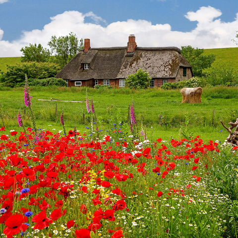 Summer meadow with poppies and farm cottage near Westerhever 1000 Jigsaw Puzzle 3D Modell