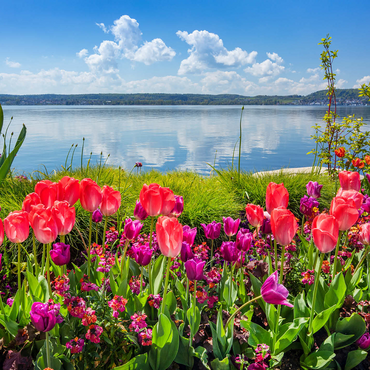 Lake promenade in Überlingen on Lake Constance in springtime for tulips blossom 1000 Jigsaw Puzzle 3D Modell