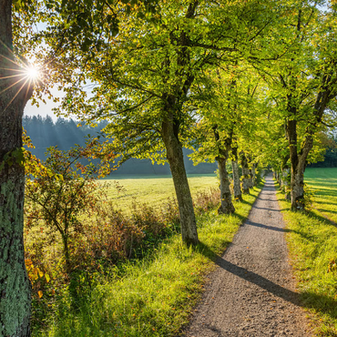 Avenue of lime trees at Höhenrieder Weg 100 Jigsaw Puzzle 3D Modell