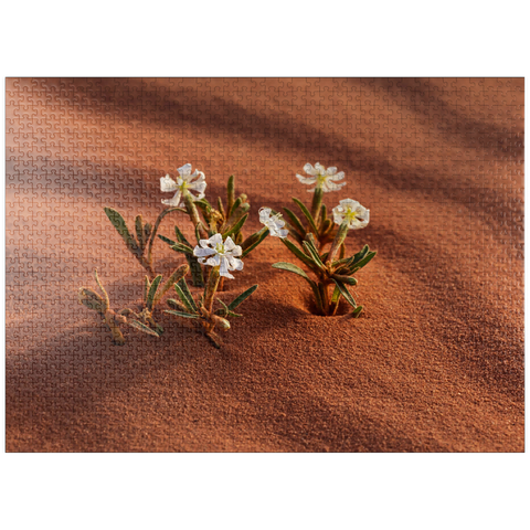 puzzleplate The desert blooms, flowers in the sand, Wadi Rum, Aqaba Governorate, Jordan 1000 Jigsaw Puzzle