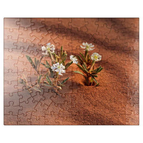 puzzleplate The desert blooms, flowers in the sand, Wadi Rum, Aqaba Governorate, Jordan 100 Jigsaw Puzzle