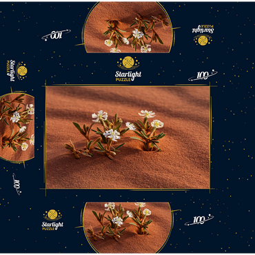 The desert blooms, flowers in the sand, Wadi Rum, Aqaba Governorate, Jordan 100 Jigsaw Puzzle box 3D Modell