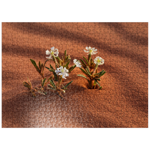 puzzleplate The desert blooms, flowers in the sand, Wadi Rum, Aqaba Governorate, Jordan 500 Jigsaw Puzzle