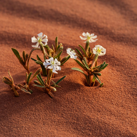 The desert blooms, flowers in the sand, Wadi Rum, Aqaba Governorate, Jordan 500 Jigsaw Puzzle 3D Modell