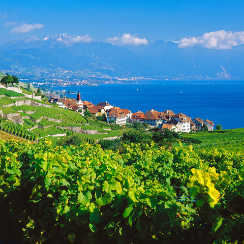 Wine village Rivaz on Lake Geneva against Montreux mountains, Lavaux-Oron, Canton Vaud, Switzerland 100 Jigsaw Puzzle 3D Modell