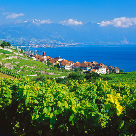 Wine village Rivaz on Lake Geneva against Montreux mountains, Lavaux-Oron, Canton Vaud, Switzerland 500 Jigsaw Puzzle 3D Modell