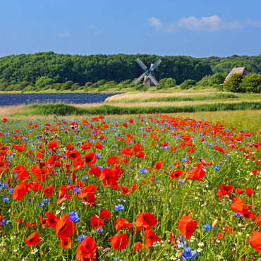 Poppy field with view to windmill Charlotte in Geltinger Birk, Geltinger Bay 1000 Jigsaw Puzzle 3D Modell