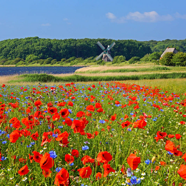 Poppy field with view to windmill Charlotte in Geltinger Birk, Geltinger Bay 100 Jigsaw Puzzle 3D Modell