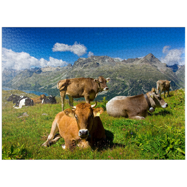 puzzleplate Cows on the way from Corvatsch-Murtel with Piz Polaschin (3013 m) and Upper Engadine lakes, St. Moritz 1000 Jigsaw Puzzle