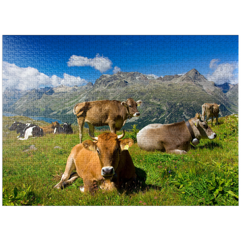puzzleplate Cows on the way from Corvatsch-Murtel with Piz Polaschin (3013 m) and Upper Engadine lakes, St. Moritz 1000 Jigsaw Puzzle
