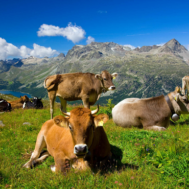 Cows on the way from Corvatsch-Murtel with Piz Polaschin (3013 m) and Upper Engadine lakes, St. Moritz 1000 Jigsaw Puzzle 3D Modell