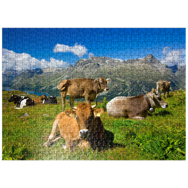 puzzleplate Cows on the way from Corvatsch-Murtel with Piz Polaschin (3013 m) and Upper Engadine lakes, St. Moritz 500 Jigsaw Puzzle