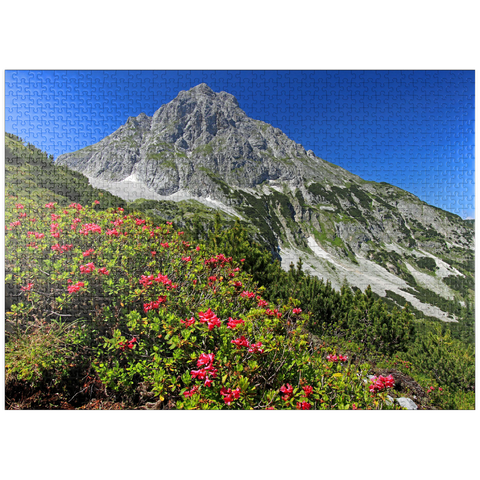 puzzleplate Blooming alpine roses at Coburger Hütte, Tyrol, Austria 1000 Jigsaw Puzzle