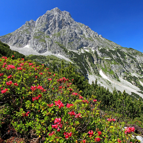 Blooming alpine roses at Coburger Hütte, Tyrol, Austria 1000 Jigsaw Puzzle 3D Modell
