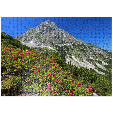 puzzleplate Blooming alpine roses at Coburger Hütte, Tyrol, Austria 500 Jigsaw Puzzle