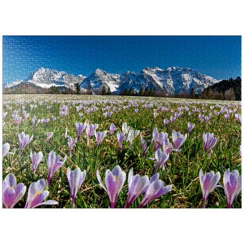 puzzleplate Crocus meadow near Gerold with Karwendel mountains, Upper Bavaria 1000 Jigsaw Puzzle